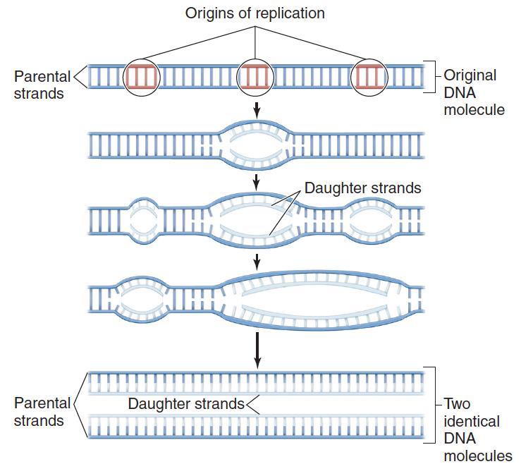 DNA Replication Precedes Cell Division Semi