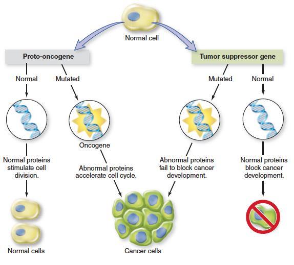 Cancer Arises When Cells Divide Out of Control A tumor may arise from overactive