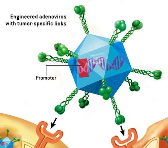 Tumor-Busting Viruses Virotherapy uses