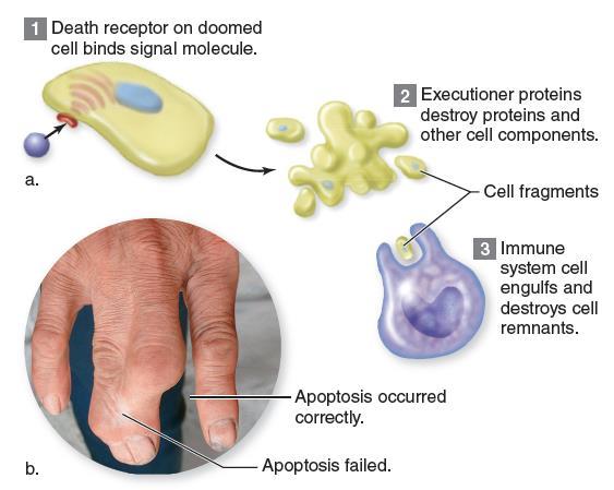 Apoptosis Is Programmed Cell Death Apoptosis has two functions: Eliminates excess cells, carving out