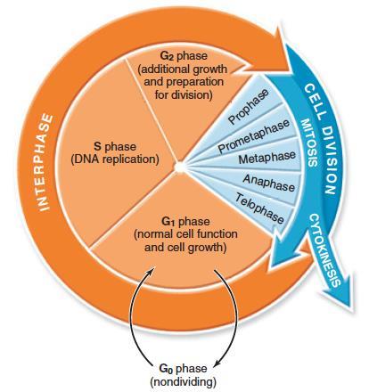 The Cell Cycle What are cells doing when they are not dividing?