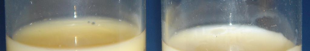 Figure 3. Photographic comparison of Commercial Evaporated Milk (left) and Microfiltered Milk Concentrate; Jul.
