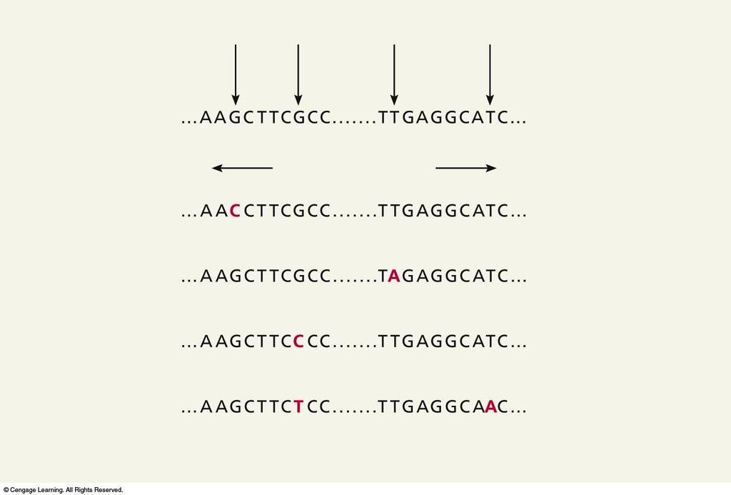 Haplotypes DNA source SNP SNP SNP SNP Reference standard Original haplotype 10,000