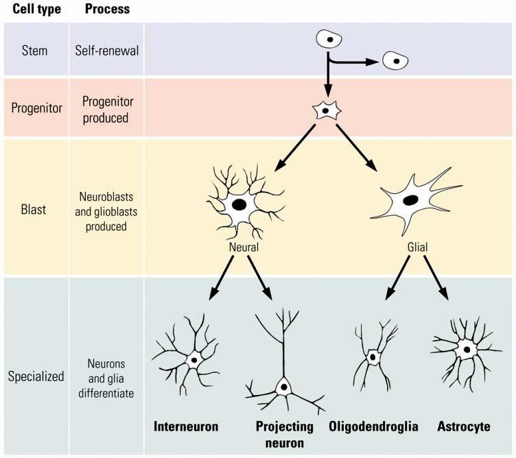 DEVELOPMENT OF NERVOUS SYSTEM: 1. Neural proliferation (neurogenesis - neuronal birth ) 2.