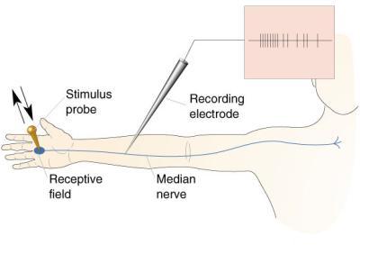 Each type of sensory nerve ending, however stimulated (electrically, mechanically, etc.