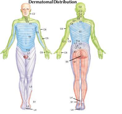 Dermatome: cutaneous area