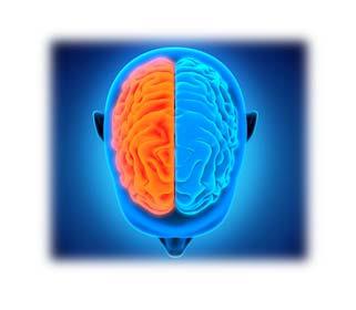 Right Hemisphere Left hemisphere 21 Cerebral Features Gyri Sulcus