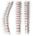 Spinal Column Divisions 31 Vertebral Bodies 32