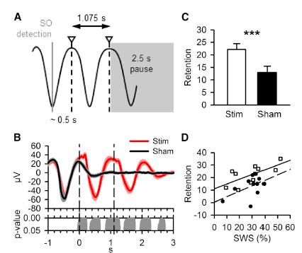 Acoustic Stimulation Enhances SWA and Declarative Memory in