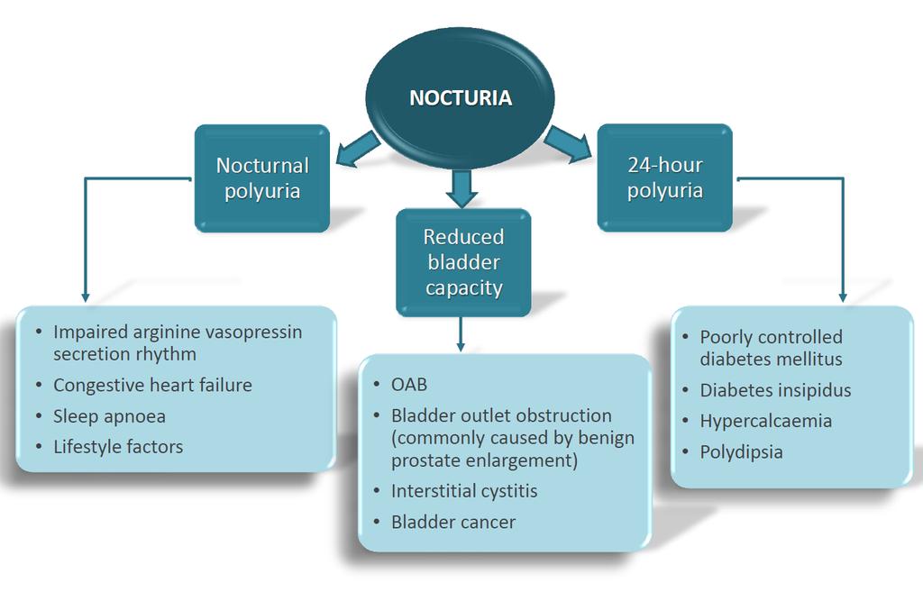 Pathophsiology of Nocturia Many causes of nocturia which may occur independently or