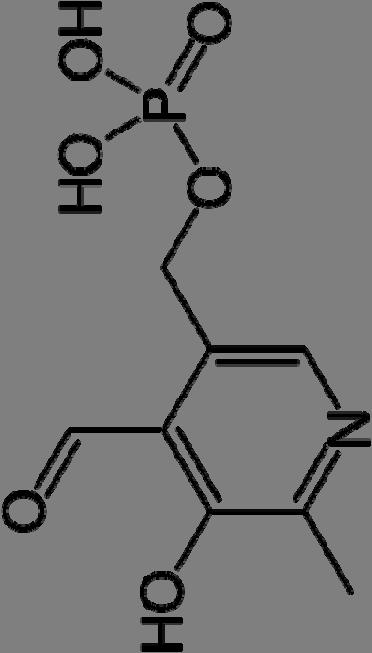 Porphyrin Biosynthesis - The fundamental unit