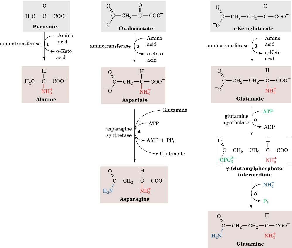 Nucleotide Metabolism - Synthesis of: