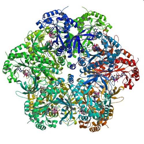 Glutamine Synthetase - When we make glutamine, we ve got to use some precious ATP - Glutamine synthetase is an important