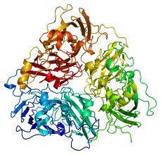 Proteins Amino Acids K.