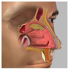 In the anteroinferior part of the nasal septum is a rich union of blood vessels called the little s area. The nasal septum also forms an important support to the external nasal framework.
