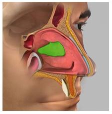 It overhangs a space or channel called the meatus. The posterior ethmoidal sinuses open into the superior meatus.