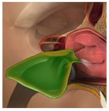 The nasolacrimal duct, which conveys tears to the nose from the eyes, opens in the inferior meatus. (Refer fig.