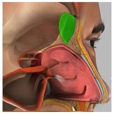 Each sinus consists of 4 18 air containing cavities the ethmoidal air cells. These sinuses are present at birth and continue to grow until adolescence.