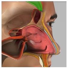 8) Maxillary Sinus: It is the largest of all sinuses with a volume of about 15 ml.