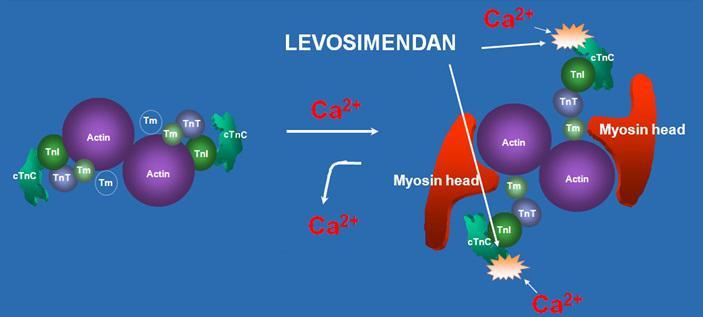 Levosimendan Sensitizes cardiac troponin C towards Ca 2+ Improves Ca 2+ -dependent reconfiguration of the