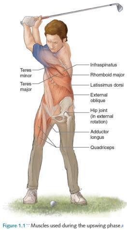 Anatomical Description (Davies, 2010) * Upswing: Shoulder Extension, Flexion, Abduction, Adduction, Internal and