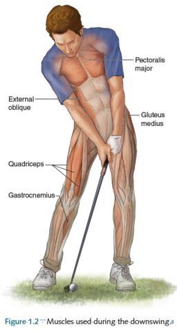 Hip Internal and External Rotation, Internal and External Obliques * Downswing: Core engagement with Obliques, and
