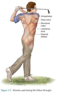 Knee extension, Hip Internal and External Rotation, Hip Extension * Follow Through: Ankle Plantar Flexion, Entire