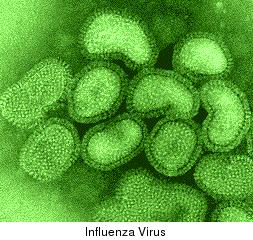 The avian influenza subtypes that have been confirmed in humans are: H1N1 (Spanish flu) H2N2 (Asian flu) H3N2 (Hong Kong flu) As well as H5N1, H7N7, H9N2, H7N2, H7N3, and H10N7, which have not YET