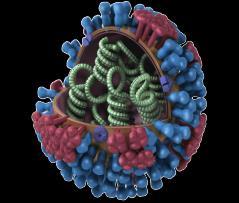 Influenza Virus Three types of flu viruses: