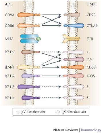 Cellular Immune Dyregulation in MDS MDS Immunosuppression CTL Th17 Tregs DC Macrophage Adaptive Immune Responses B Cells NK