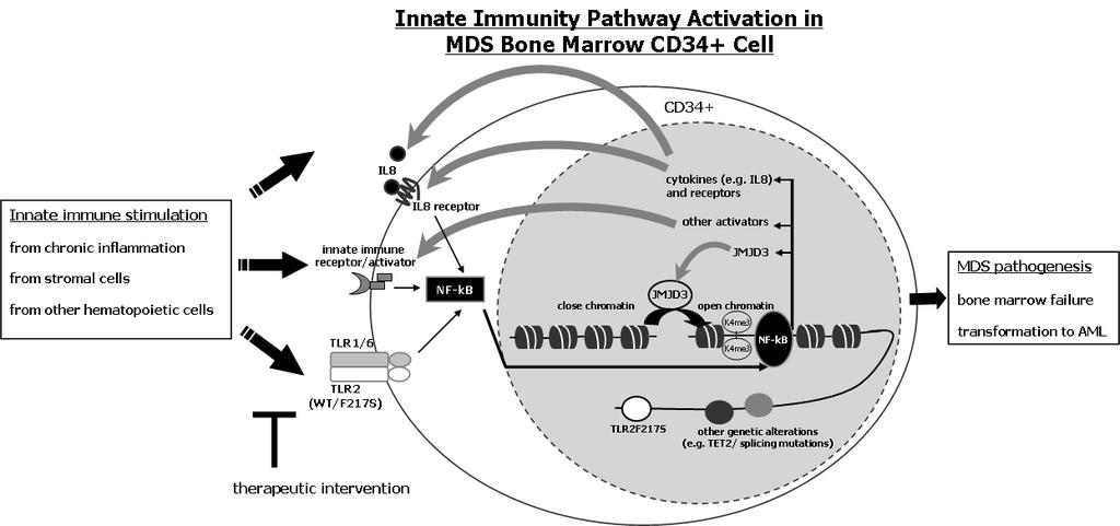 Epitargeting of immune pathways in MDS 2. Molecular Mechanisms: Searching endogenous PAMP/ DAMP that activates innate immune signaling and involves in MDS pathogenesis 3.