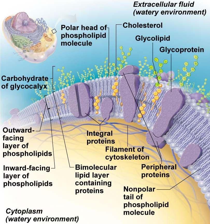 4. Plasma membrane: outermost boundary of cell II. Plasma membrane (also called cell membrane) A. Describes the outer border of a cell 1. Separates the two main fluid compartments a.
