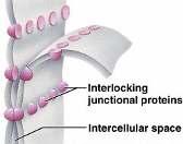1. Microvilli: finger-like extensions 2.