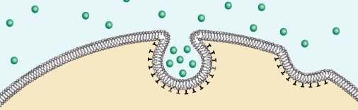 Endocytosis (1) Phagocytosis: