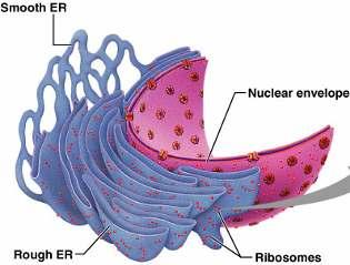 3. Endoplasmic reticulum (ER): sac-like network of
