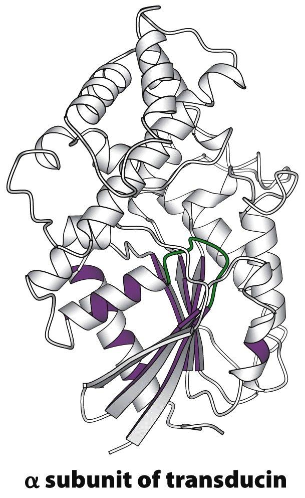 P-loop 12 Many NPTase share a similar binding domain for the nucleotide, and contains a peptide look called
