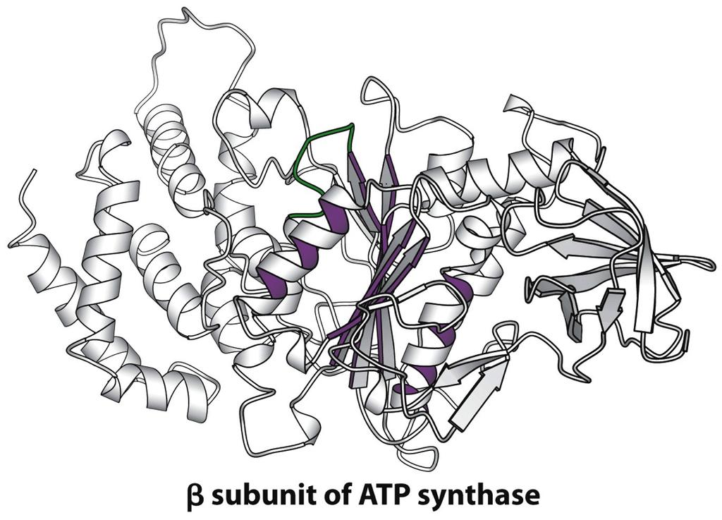 Many NPTase share a similar binding domain for the nucleotide, and contains a