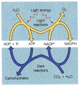 Jingru Liu NADPH 6 Figure 3: The two subprocesses of photosynthesis: light reactions and dark reactions [3]. Electrons from H 2 O to CO 2 and be transferred to NADP + form NADPH, and releasing O2.