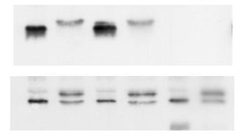 For example, the gsh mutant grows normally on YEPD medium (see Methods), which contains about 0.5 mm GSH (Wu & Moye-Rowley, 994; Lee et al., 2000).