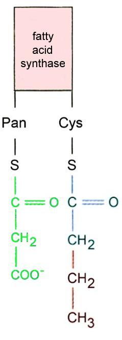 FA biosynthesis