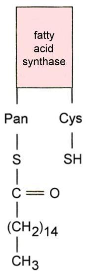 FA biosynthesis The release of palmitate