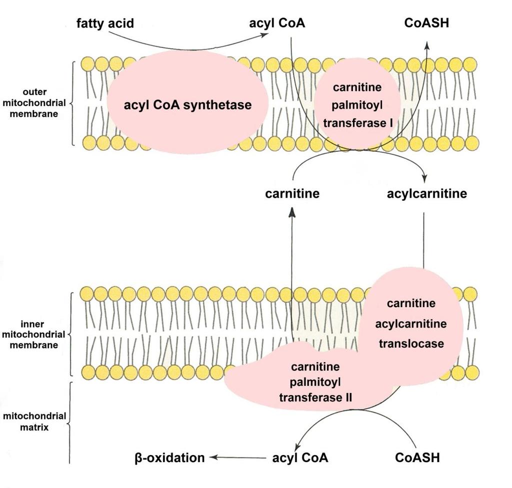 FA degradation The role of carnitine in the transport of LCFA into mitochondrion FA transfer across the inner mitochondrial membrane by carnitine and three enzymes: carnitine palmitoyl transferase I