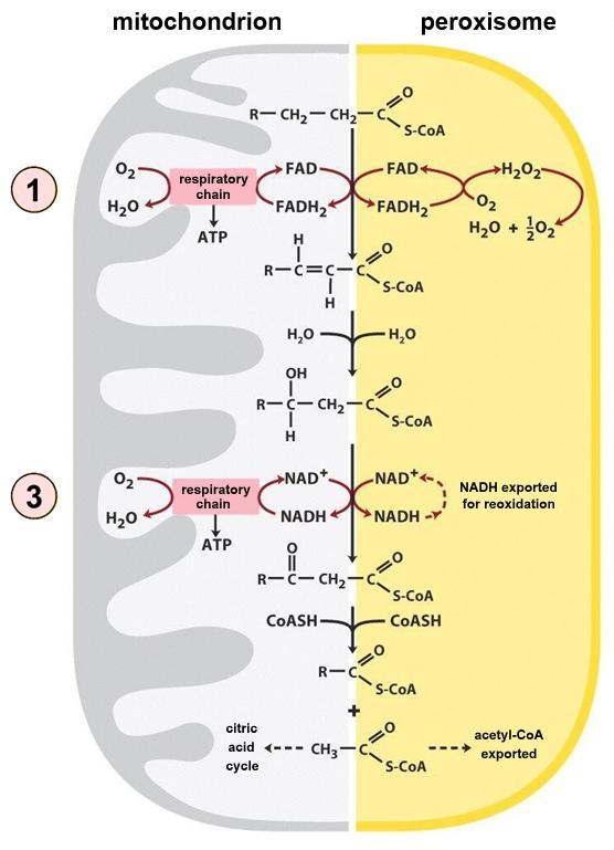 FA degradation Peroxisomal oxidation of VLCFA Very-long-chain FA (VLCFA, > C 20 ) transport of acyl-coa into the peroxisome without carnitine Differences between β-oxidation in the mitochondrion and