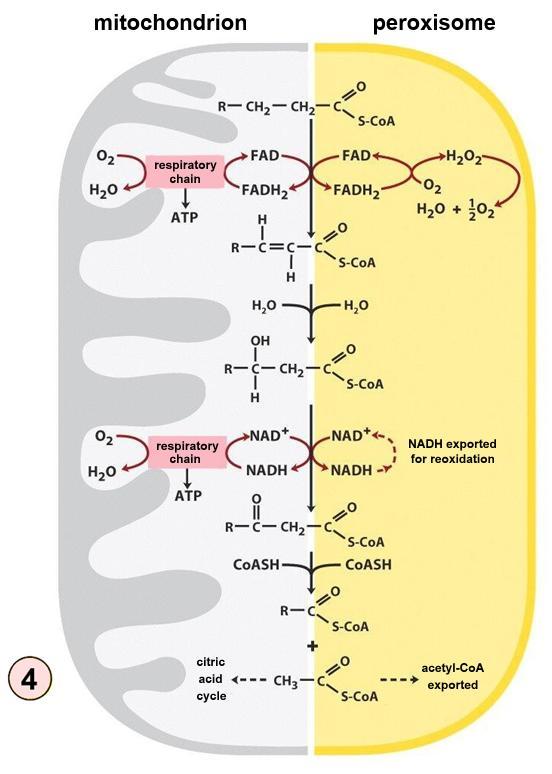 FA degradation Peroxisomal oxidation of VLCFA Differences between β-oxidation in the mitochondrion and peroxisome: 4.