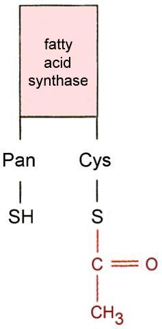 CoASH acetyltransacylase