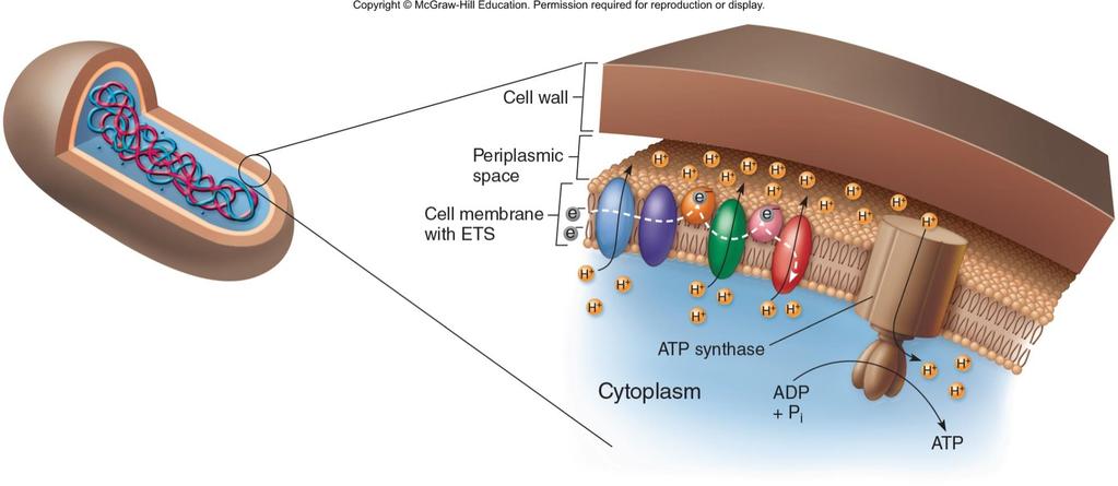 Electron transport and ATP