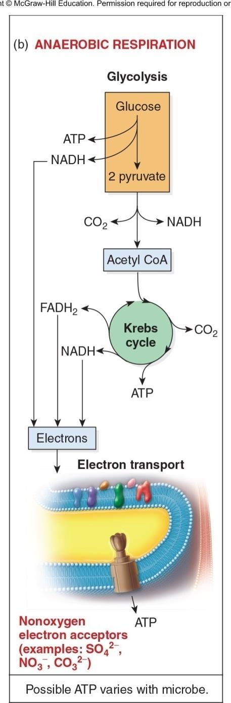 Anaerobic respiration Functions like aerobic respiration except it utilizes oxygen containing ions, rather than free oxygen, as the final electron acceptor