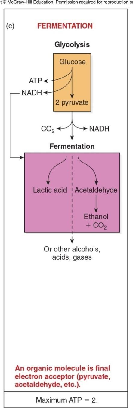 Fermentation Incomplete oxidation of glucose or other carbohydrates in the absence of oxygen Uses organic compounds as terminal electron acceptors Yields a small