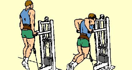 8) Dip with Weights Pectorals and Triceps Use machine as shown or hang dumbbell from waist with webbed belt or piece of rope. Hold yourself erect on bars. Lower body by bending arms, elbows in close.