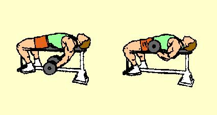 Upper arms must remain close to head. Press arms back to starting position while partner resists. 13) Lying Supine Dumbbell Curl Biceps Hold dumbbells.